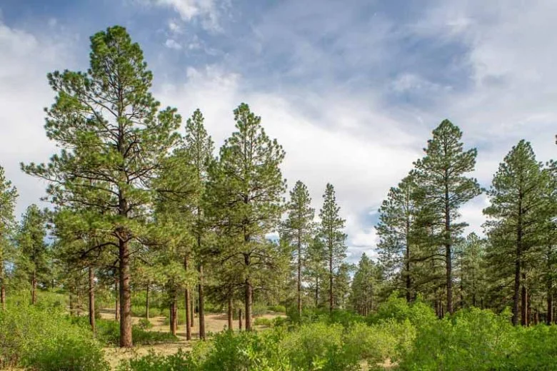 کاج پاندروسا یا کاج زرد  :(Ponderosa Pine)